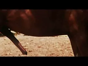 Ayam putih gemuk sek ...